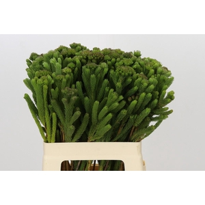 Kaaps Groen Albigreen