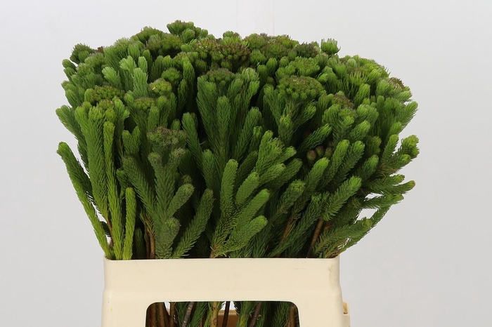 <h4>Kaaps Groen Albigreen</h4>