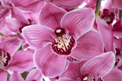 <h4>MONICA 80cm x 6.</h4>