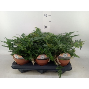 Humata tyermannii