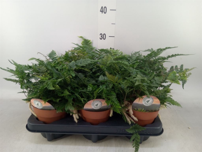 <h4>Humata tyermannii</h4>