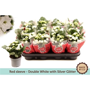 Kalanchoe double white + silver glitter - Christmas