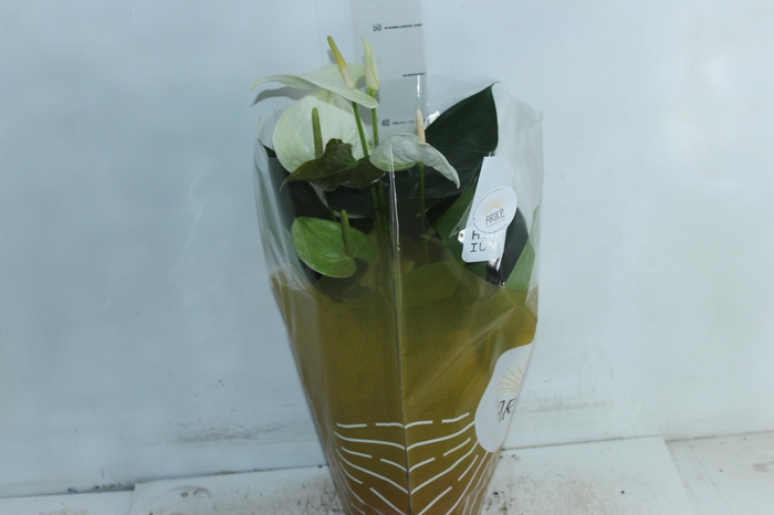 <h4>ANTHURIUM SUMI P17</h4>