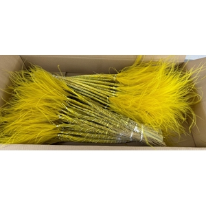 DF Stypha 60cm Bs Yellow