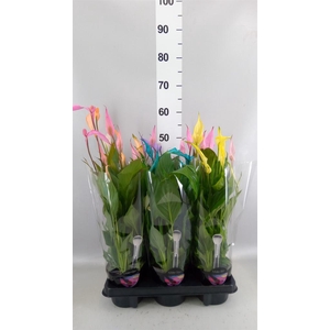 Spathiphyllum  'Bellini'