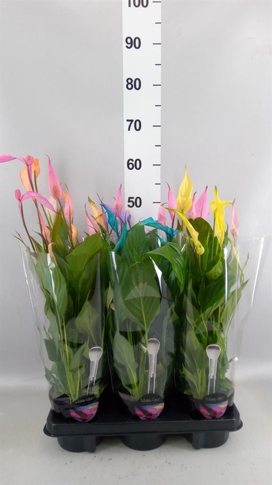 <h4>Spathiphyllum  'Bellini'</h4>