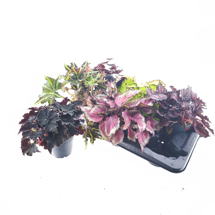 <h4>BEG REX GRP GEM</h4>