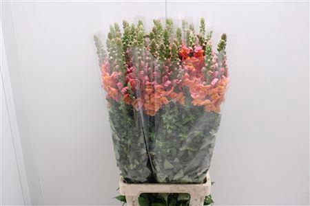 <h4>Antir Poto D Orange</h4>