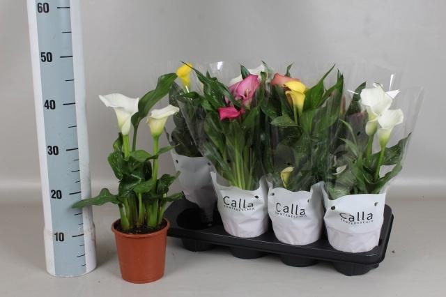 <h4>ZANT GEM 5 KL</h4>