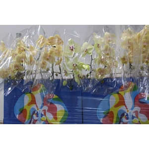 PHALAENOPSIS CASCATA ESPECIAL P15 BICOLOR MIN 8 FLS