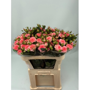 R TR FIRST DATE 70 cm