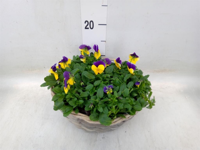 <h4>Viola corn.   ...</h4>