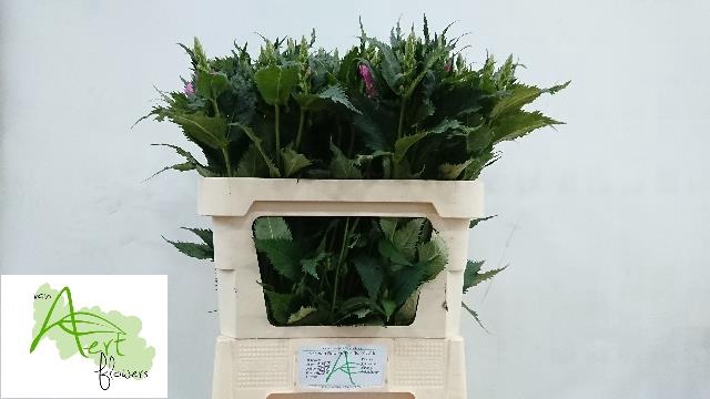 CHELONE PER STUK