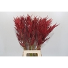 Bromelia Red Paloma