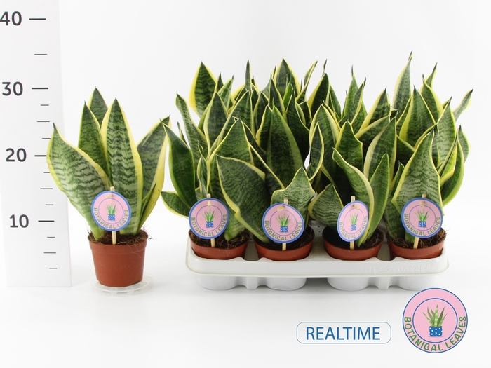 <h4>Sansev Futura Superb</h4>