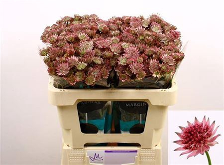 <h4>Astrantia major 'Roma'</h4>