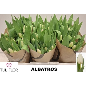 TU EN ALBATROS