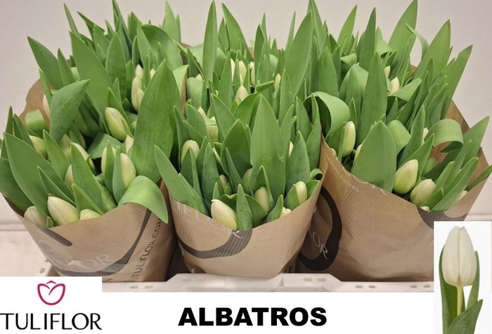 <h4>TU EN ALBATROS</h4>