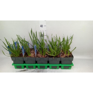 Allium senescens