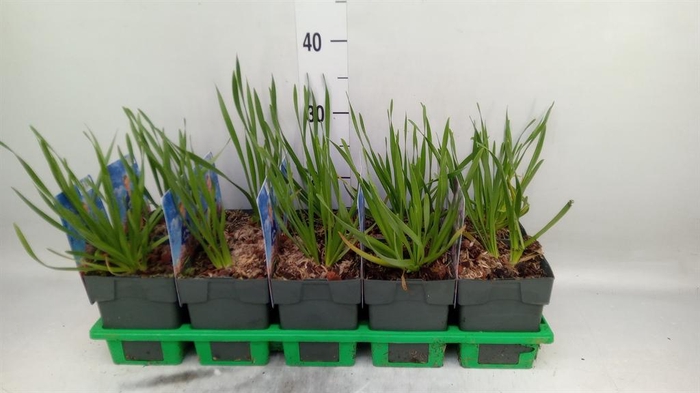 <h4>Allium senescens</h4>