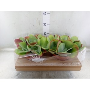 Kalanchoe NF thyrsiflora