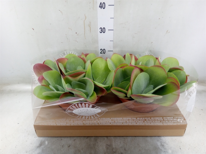 <h4>Kalanchoe NF thyrsiflora</h4>