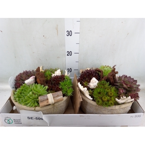 Arr.  Sempervivum L%
