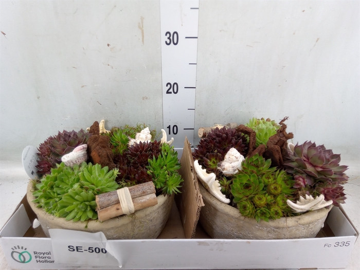<h4>Arr.  Sempervivum L%</h4>