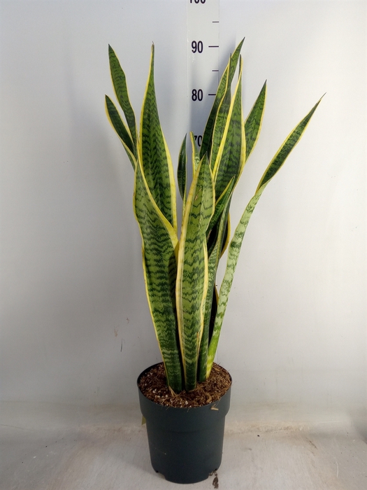 <h4>Sansevieria trifa. 'Laurentii'</h4>