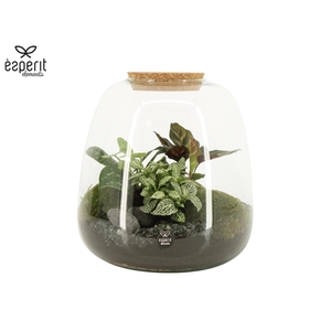 90425: Terrarium arrangement