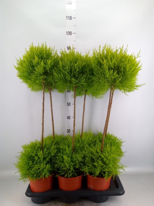<h4>Cupressus macro. 'Goldcrest' .shape</h4>