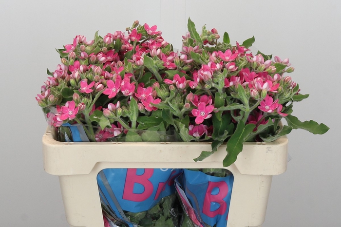 <h4>Oxypetalum Bridal Diana</h4>