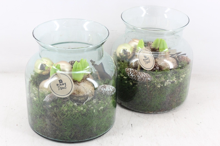 <h4>arr4 Hyacint PL - Glas vaas nobles 285/5</h4>