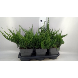 Juniperus horizont. 'Blue Chip'