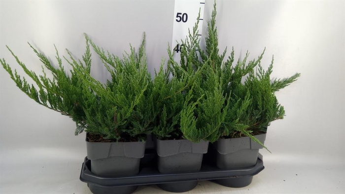 <h4>Juniperus horizont. 'Blue Chip'</h4>