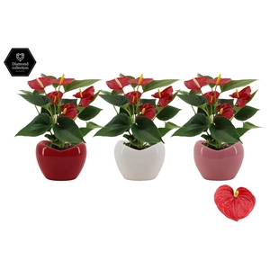 Anthurium 9 cm Diamond Red in Paris mix ceramics