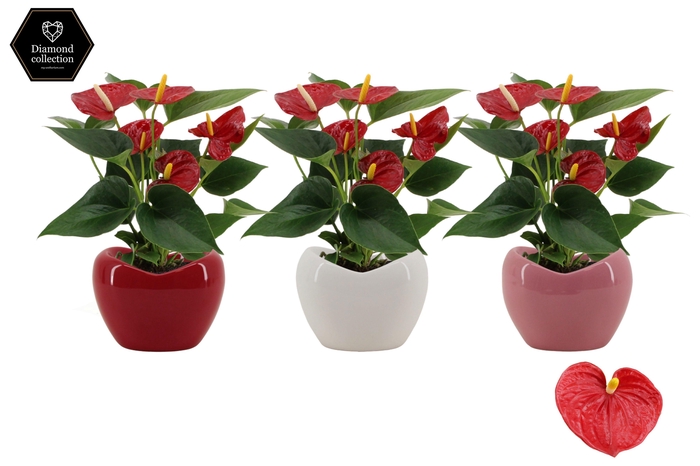 <h4>Anthurium 9 cm Diamond Red in Paris mix ceramics</h4>