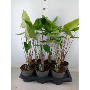 Alocasia zebrina