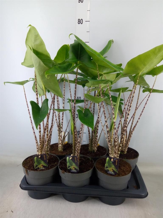 <h4>Alocasia zebrina</h4>