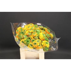 Cl Pon-pon Merlino 566