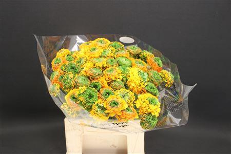 <h4>Cl Pon-pon Merlino 566</h4>