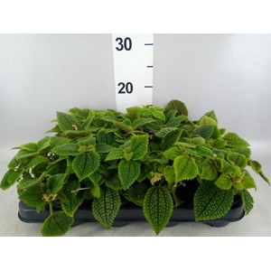 Pilea mollis 'Moon Valley'