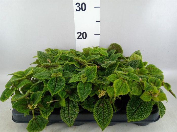 <h4>Pilea mollis 'Moon Valley'</h4>