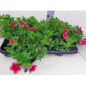 CALIB MINIF PI+RE EY