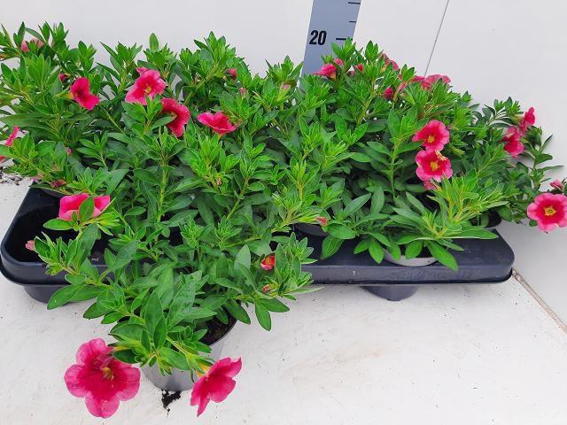 <h4>CALIB MINIF PI+RE EY</h4>