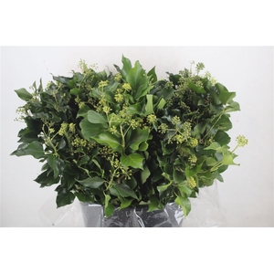 Hedera Berry 400gr P Bunch