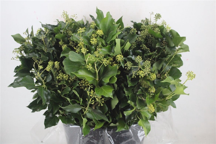 Hedera Berry 400gr P Bunch