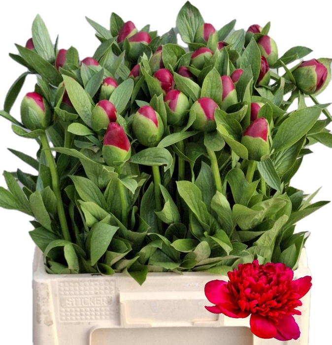 <h4>PAEO BELGRAVIA</h4>