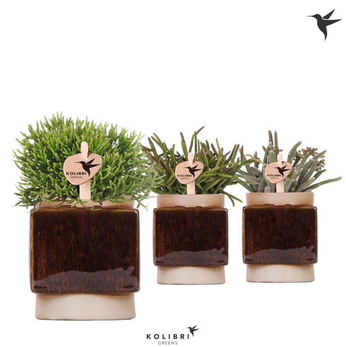 <h4>Kolibri Greens Rhipsalis mix in Classy Cube pot</h4>