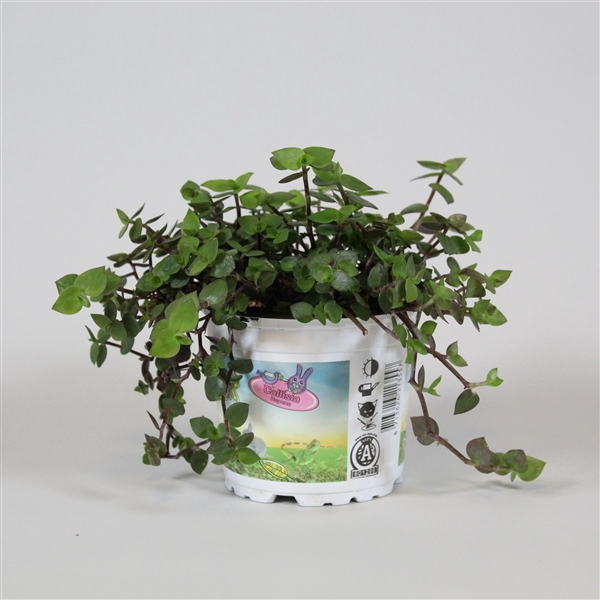 <h4>Calissia repens in bedrukte pot</h4>